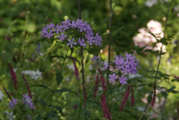 Phlox paniculata  bestellen